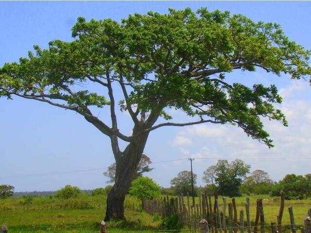#532 - Fazenda para Venda em Conde - BA - 3